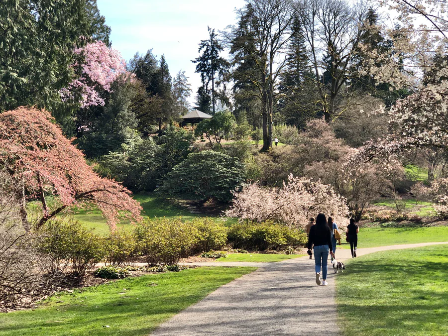 Seattle's Cherry Blossom Tour